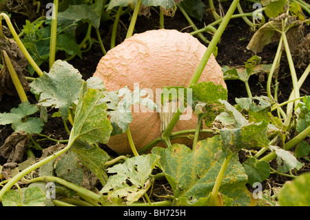 Grand de la citrouille (Cucurbita maxima) croissant sur un allotissement plot Banque D'Images