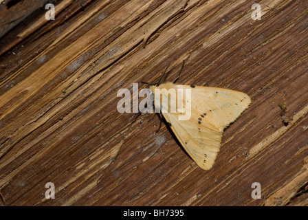 Buff mâle hyponomeute du pommier (Spilosoma luteum) Banque D'Images