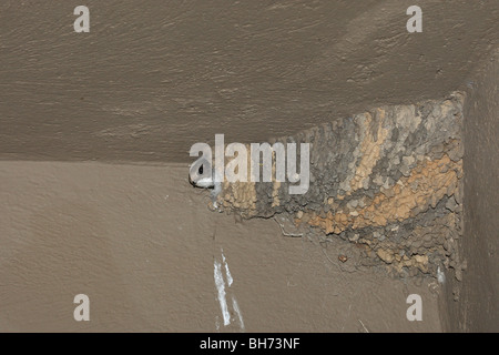 Dans Quioula nest / Hirundo cucullata Banque D'Images