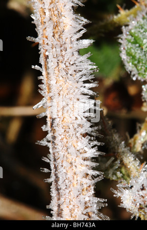 Frosty Bramble stem montrant des cristaux de glace froide hivers sur un matin Banque D'Images