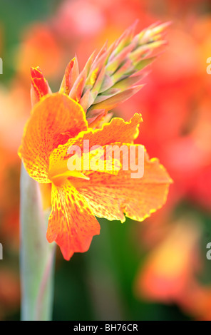 Fleur Canna Banque D'Images