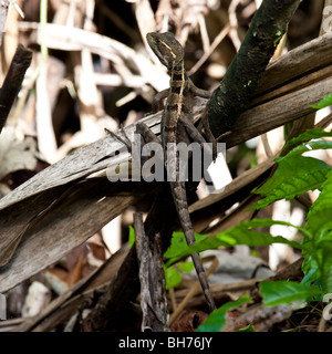 Jésus Christ lizard, Parc National de Tortuguero Costa Rica Banque D'Images