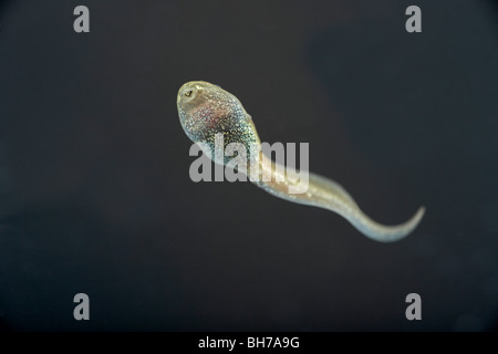 Les têtards de la Grenouille commune européenne, Rana temporaria natation dans un réservoir Banque D'Images