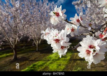 Les amandiers en fleurs dans la Vallée de Sacramento en Californie du nord Banque D'Images