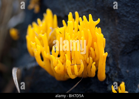 Jelly antler (Calocera viscosa) champignon sur souche de pin Banque D'Images