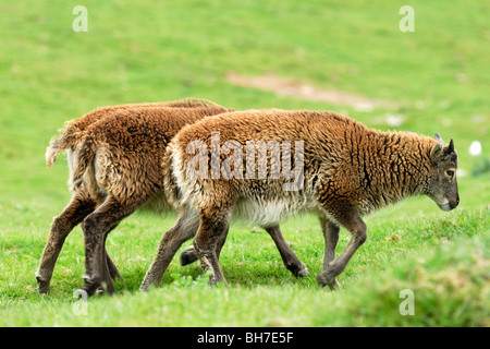 Moutons Soay, Highland Wildlife Park, le Kincraig, Kingussie, Scotland Banque D'Images