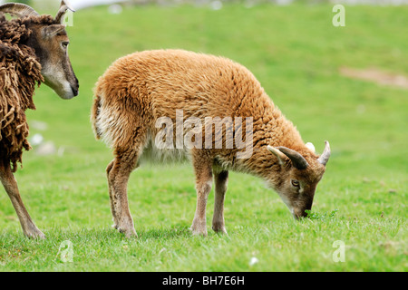 Moutons Soay, Highland Wildlife Park, le Kincraig, Kingussie, Scotland Banque D'Images