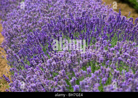 LAVANDULA ANGUSTIFOLIA LAVANDE HIDCOTE Banque D'Images