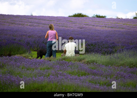 COUPLE DANS CHAMP DE LAVANDE À SNOWSHILL LAVENDER FARM Banque D'Images