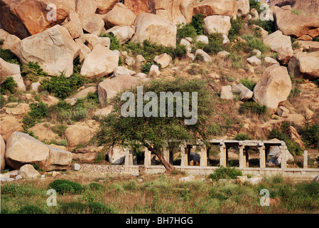 Arbre isolé au milieu des rochers et du temple reste dans Hampi, en Inde. Banque D'Images