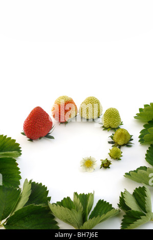 La croissance fraise isolated on white Banque D'Images