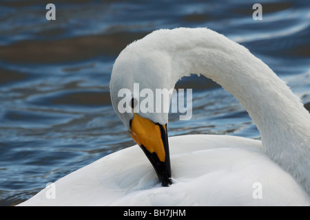 Lissage Cygne chanteur Banque D'Images