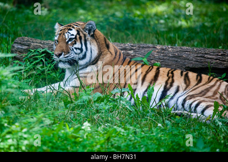 Tigre du zoo du Bronx à New York Banque D'Images