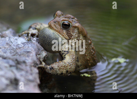 Crapaud d'Amérique mâle chantant Banque D'Images