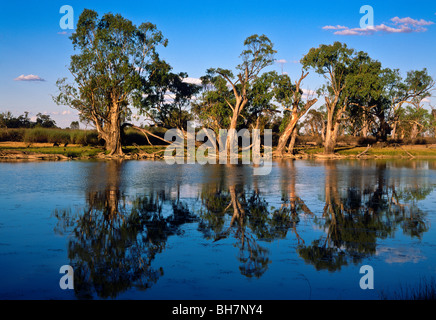 Gencives rouges de la rivière Murray, Riverland, Australie du Sud Banque D'Images