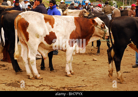 L'Équateur, Otavalo, l'engorgement du marché du bétail à la section des vaches, avec les hommes, la négociation et la vente d'achats Banque D'Images