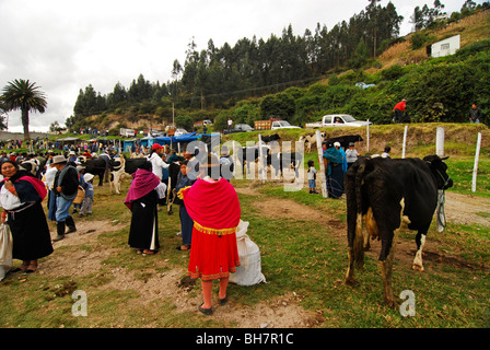 L'Équateur, Otavalo, marché aux bestiaux de monde avec les populations autochtones vêtus de leurs vêtements traditionnels, avec des vaches autour de th Banque D'Images