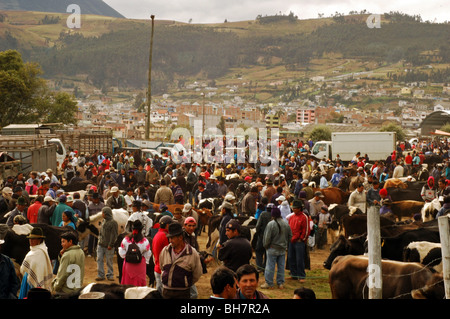 L'Équateur, Otavalo, l'engorgement du marché du bétail avec des gens l'achat et la vente d'animaux, les camionnettes vides servant au transport des cattl Banque D'Images