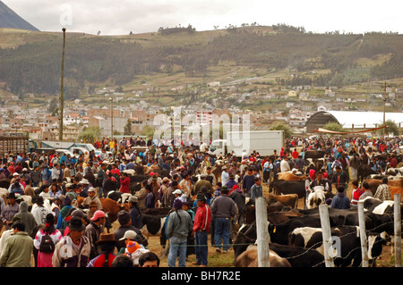 L'Équateur, Otavalo, l'engorgement du marché du bétail avec des gens l'achat et la vente d'animaux, les camionnettes vides servant au transport des cattl Banque D'Images