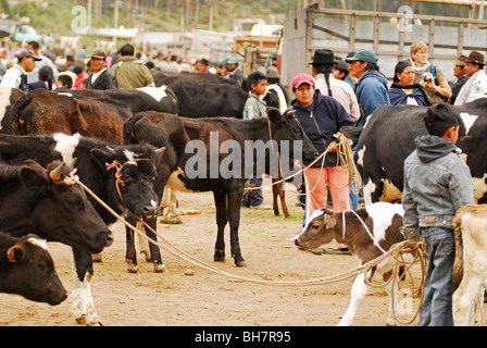 L'Équateur, Otavalo, l'engorgement des vaches section d'un marché de bétail avec des gens l'achat et la vente d'animaux Banque D'Images