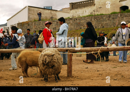 L'Équateur, Otavalo, fuzzy moutons et un sale cochon attaché à une barrière en bois, avec des gens et un groupe de porcs noirs Banque D'Images