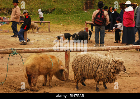 L'Équateur, Otavalo, fuzzy moutons et un sale cochon attaché à une barrière en bois, avec des gens et un groupe de porcs noirs Banque D'Images