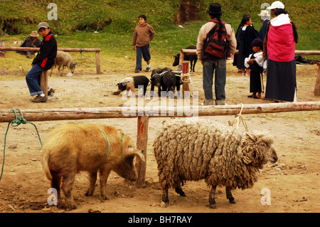 L'Équateur, Otavalo, fuzzy moutons et un sale cochon attaché à une barrière en bois, avec des gens et un groupe de porcs debout dans le noir Banque D'Images