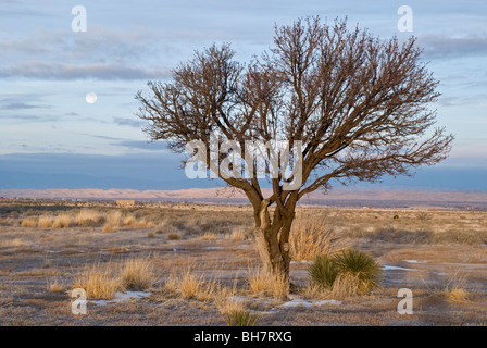 La pleine lune se couche derrière un arbre isolé sur terrain à vendre à Carrizozo, Nouveau Mexique. Banque D'Images