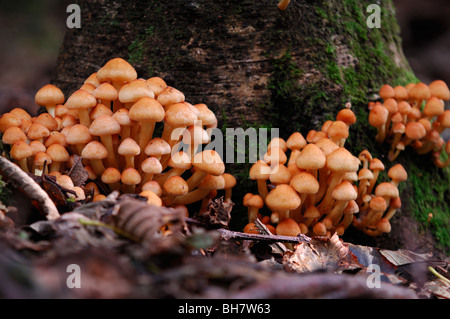Champignons Banque D'Images