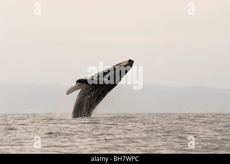 L'Équateur, Puerto Lopez, un humpback whale breaching, foggy mountain range dans l'arrière-plan Banque D'Images