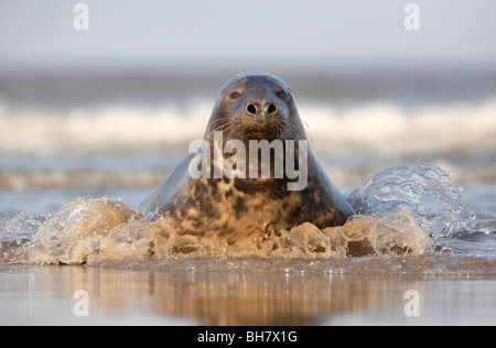 Phoques gris femelles Banque D'Images