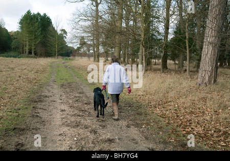 Une femme promener son chien dans les bois, la forêt de Thetford, Norfolk, UK Banque D'Images