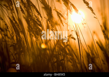 Détail de blé dans un champ au lever du soleil Banque D'Images