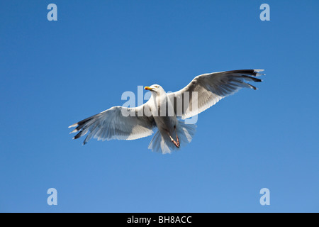 Une mouette battant Banque D'Images