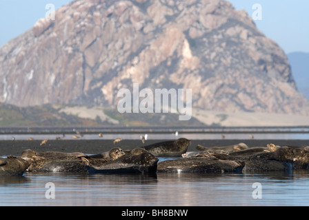 Le phoque commun Phoca vitulina Morro Bay California USA Banque D'Images