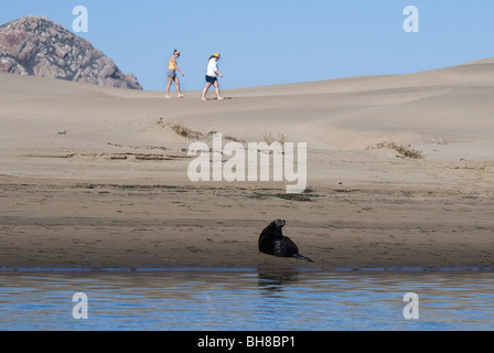 Loutre de mer (Enhydra lutris) Morro Bay California USA Banque D'Images