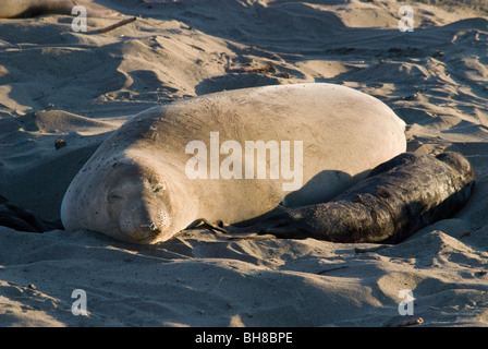 L'Éléphant de mer du Nord Mirounga angustirostris vache et veau California USA Piedras Blancas Banque D'Images