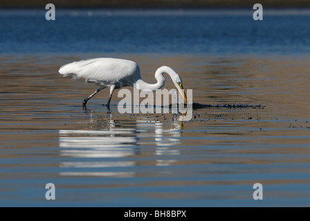 Grande Aigrette Ardea alba Morro Bay California USA Banque D'Images