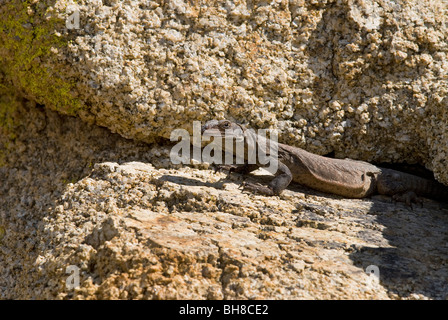 Common Chuckwalla Sauromalus ater Joshua Tree National Park California USA Banque D'Images