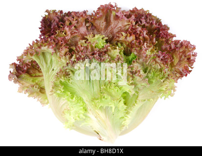 Bouquet de feuilles de laitue sur un fond blanc Banque D'Images