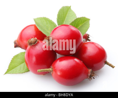 Les hanches avec des feuilles isolées sur fond blanc Banque D'Images