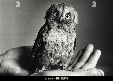 Un bébé Hibou Scops européenne se love dans une main Banque D'Images