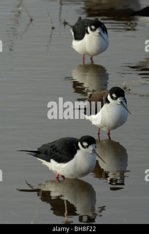 'Échasses d'Amérique (Himantopus mexicanus) Banque D'Images