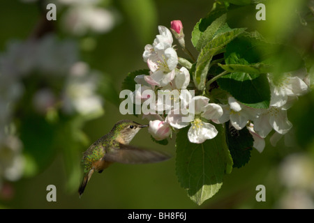 (Stellula calliope Colibri calliope) se nourrissent de nectar des fleurs, femme ou juvénile Banque D'Images