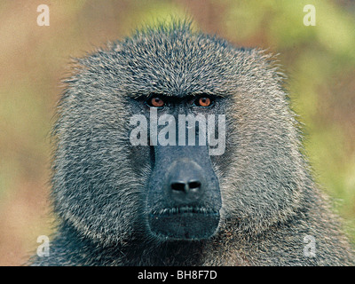 Portrait d'homme babouin Olive. Parc national du lac Manyara, Tanzanie, Afrique de l'Est. Banque D'Images