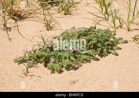 Santé et la mer de plus en plus d'herbes sur une dune de sable près de Southport. Banque D'Images