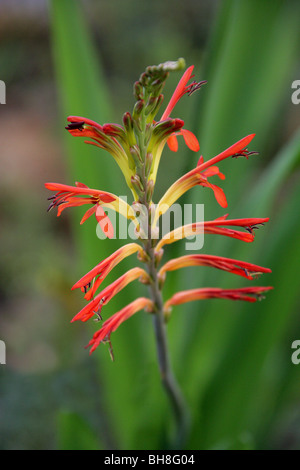 Le maïs de l'Afrique de l'Afrique de l'Cornflag, drapeau, fanions, Suurkanol Suurpypie ou Chasmanthe floribunda, Iridaceae, Afrique du Sud Banque D'Images