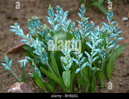 Cap vert coucou bleu, Lachenalia viridiflora, Hyacinthaceae, Province du Cap, Afrique du Sud. Banque D'Images