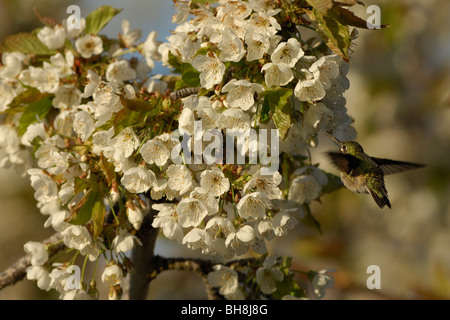 (Stellula calliope Colibri calliope) se nourrissent de nectar des fleurs Banque D'Images