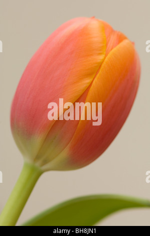 La vie encore d'une tulipe Banque D'Images